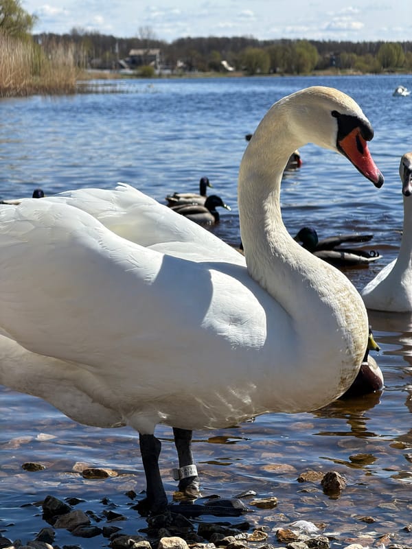Girl feeds banded swans along Riga waterfront