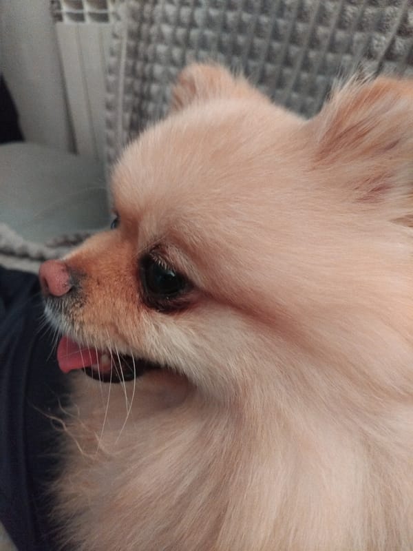 Pomeranian photographed up close indoors in Apriltsi, Bulgaria