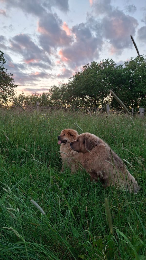 Evening dog walk through a grassy field at dusk, Timmolovo