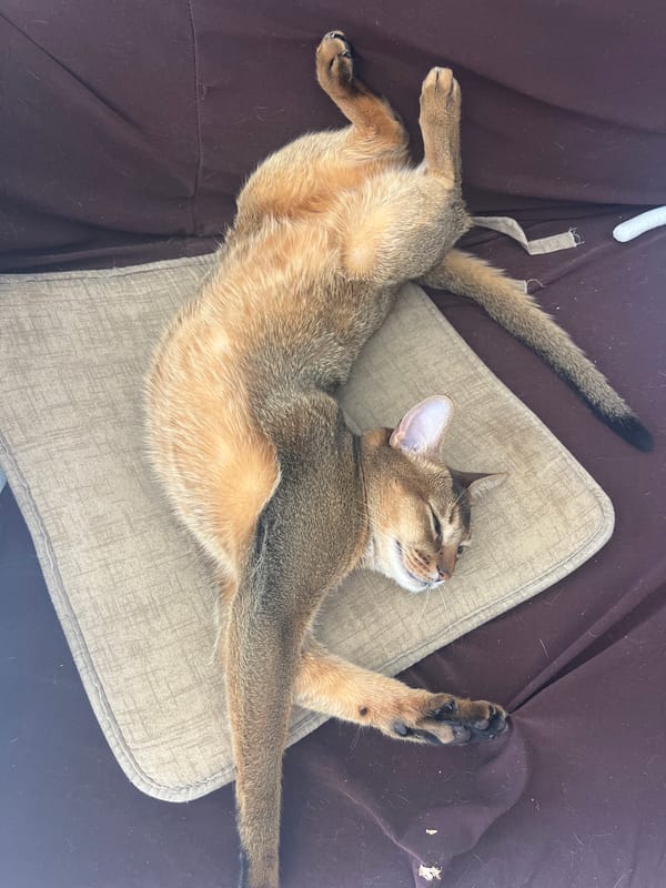 Abyssinian cat hanging out at home, multiple angles