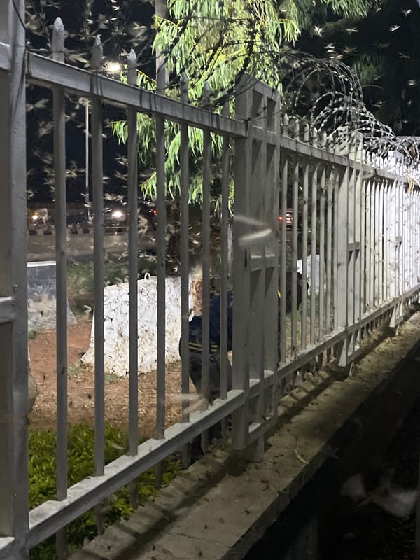 Nighttime insect swarm draws collectors in Jos, Nigeria