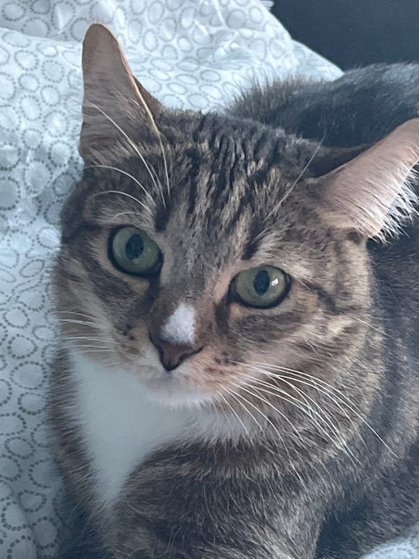 Cat photos and herring salad preparation captured in Izhevsk apartment