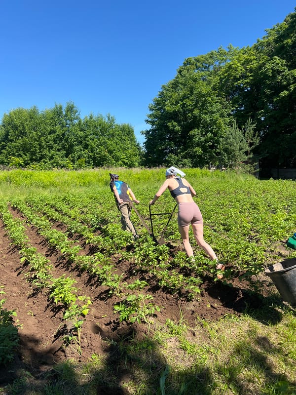 Garden work, a dog, and a toddler on a sunny day