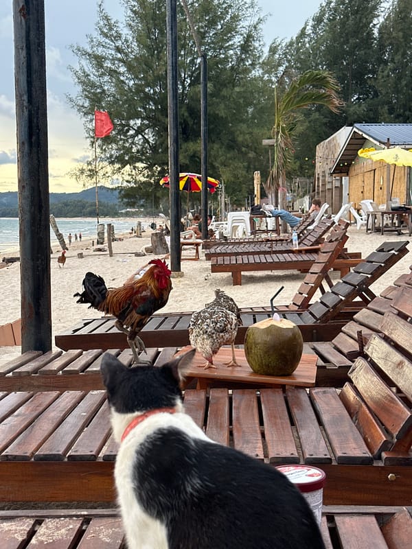 Beach cats, roosters, and a horse ride on a cloudy day
