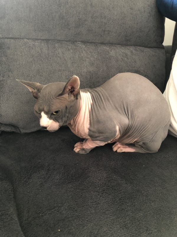 Sphynx cat lounging on a gray couch, various angles