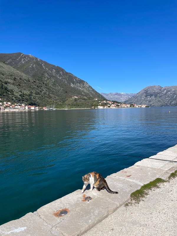 Cats spotted along Bay of Kotor waterfront in Montenegro