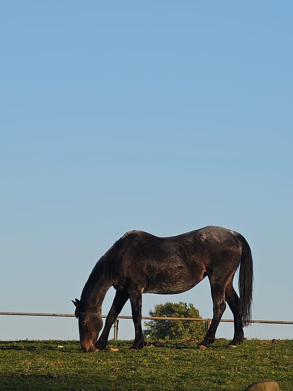 Horses graze peacefully in field near Holywell