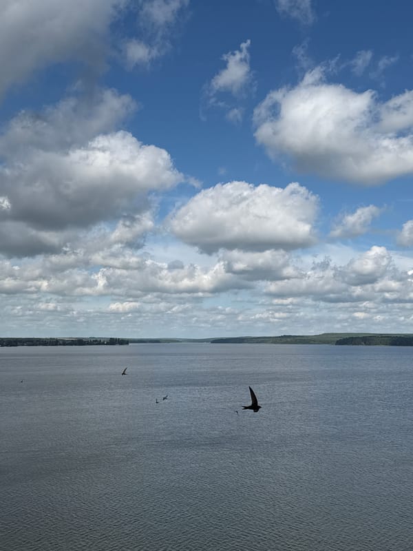 Calm morning on the Kama River, birds in flight over open water