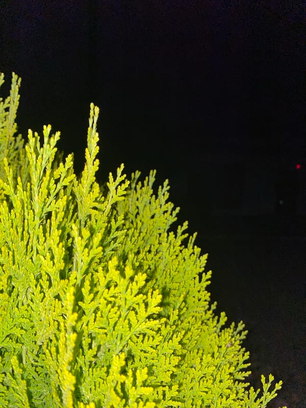 Nighttime street vegetation and storefronts in Yegorlykskaya