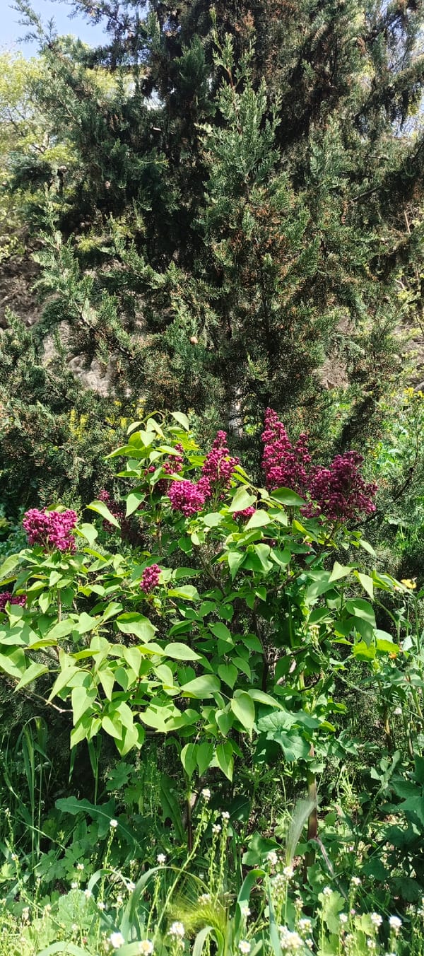 Spring morning botanical observation session in Tbilisi gardens