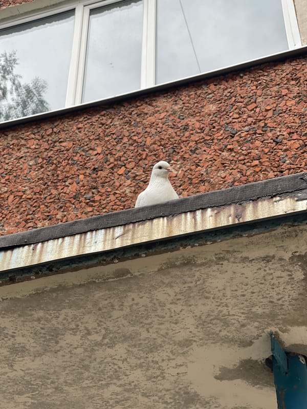 Morning life documented across Izhevsk: pigeons, flowers, dogs, pastries