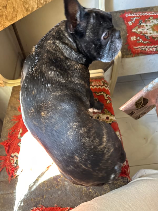 French Bulldog sits on chair in Yerevan home