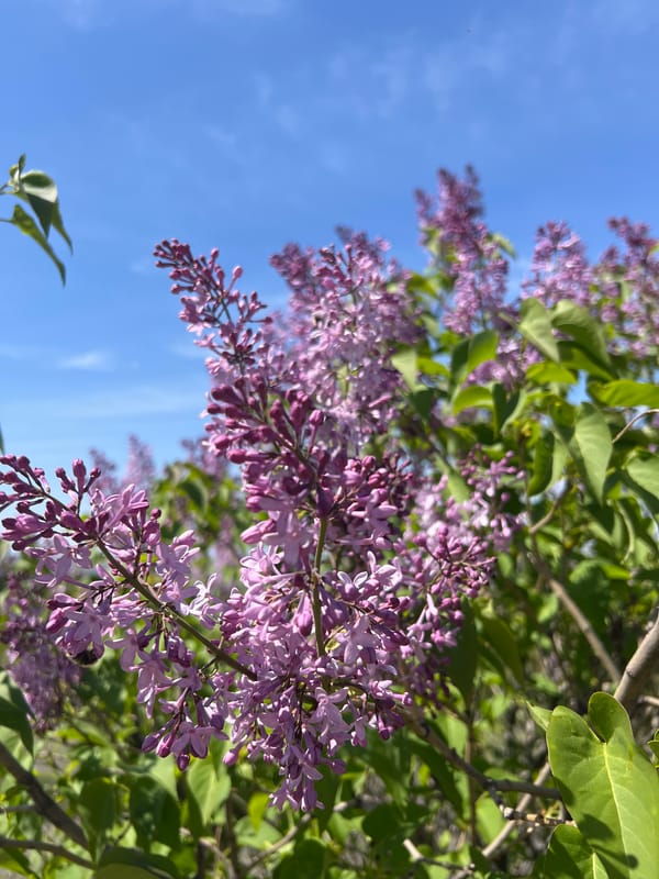 Lilac blooms captured in spring display in Markovo, Bulgaria
