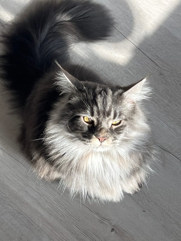 Early morning cat photography session captured in Ternopil