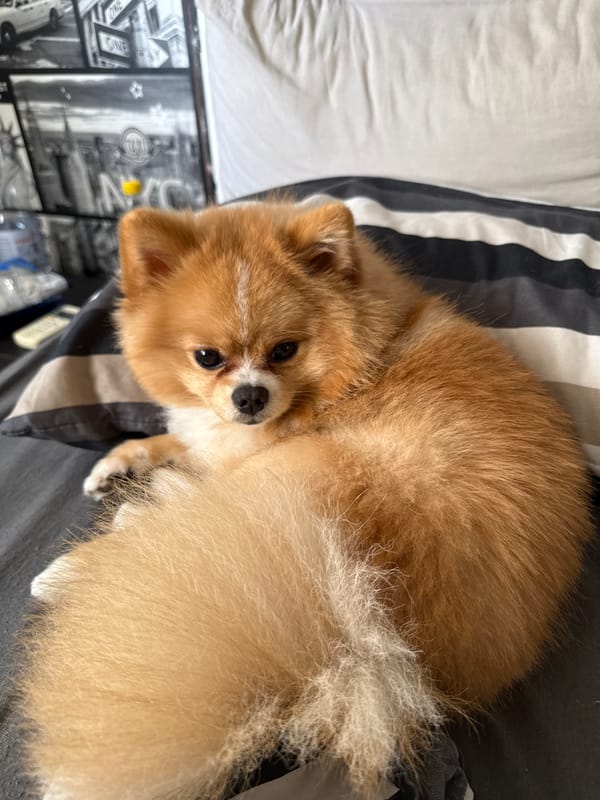 Morning routine with Pomeranian dog documented in Pazardzhik