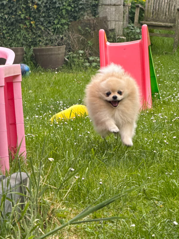 Pomeranian dog enjoys sunny afternoon in German garden