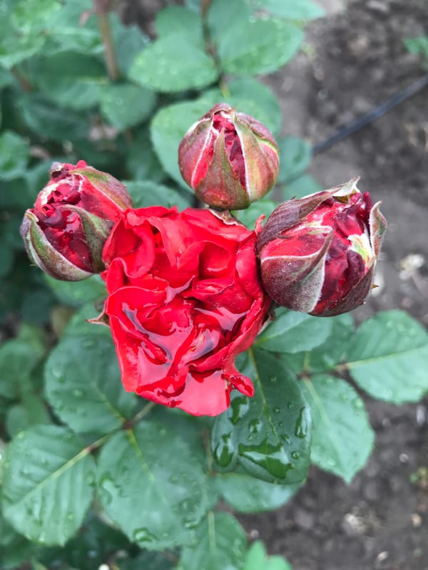 Witness documents rain-kissed roses blooming in post-war Kherson