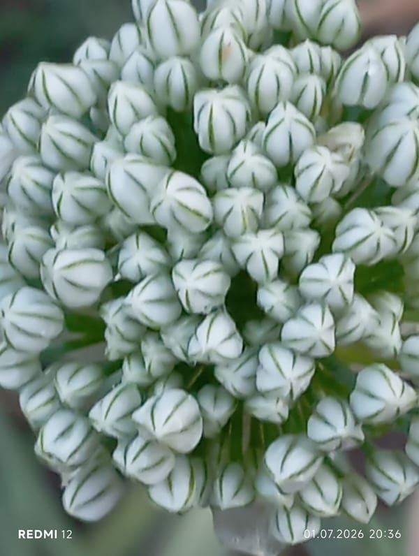 Summer macro photography of flowers, insects, and garden life in Smila