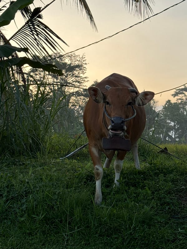 Sunrise over Bali rice fields, with cattle and smoldering crop debris