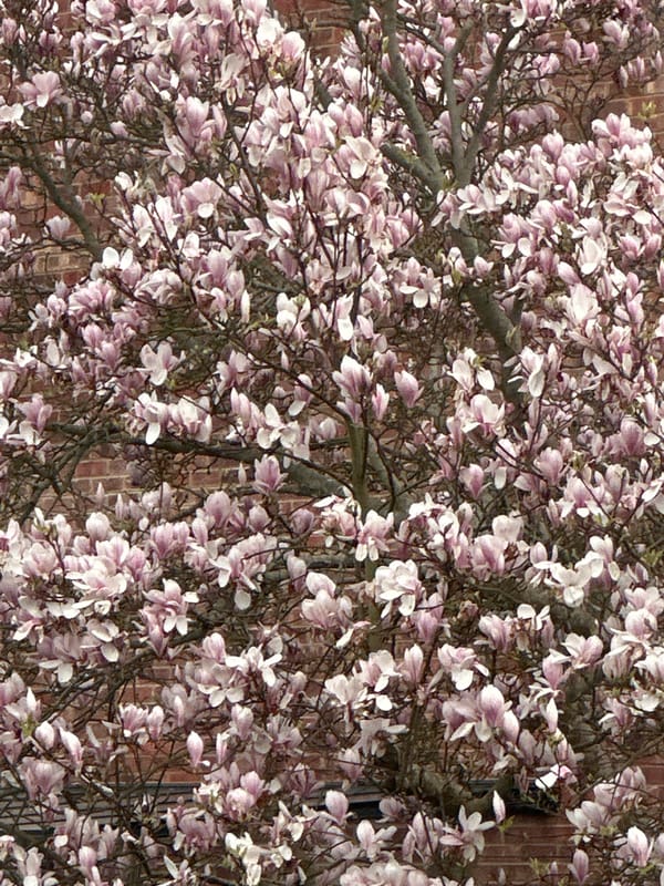 Spring magnolia blooms observed alongside vehicle passenger in Wealden