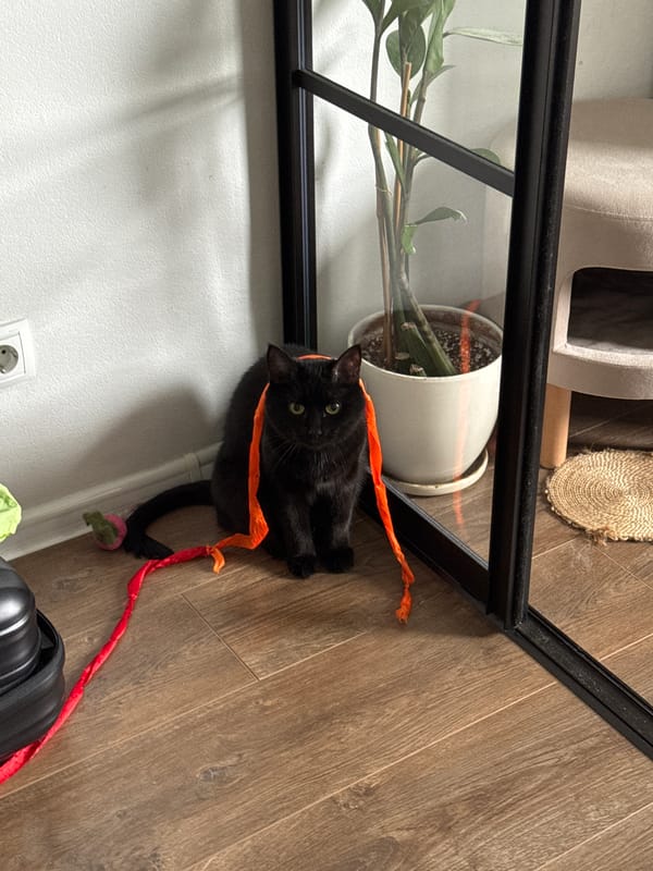 Moscow morning cat playtime with ribbons and cuddles