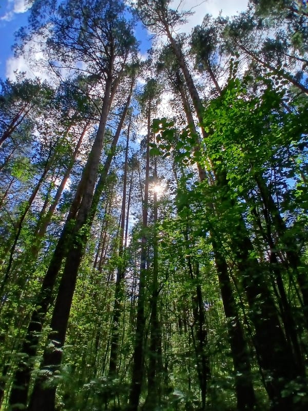 Forest canopy and road reflections near Yekaterinburg