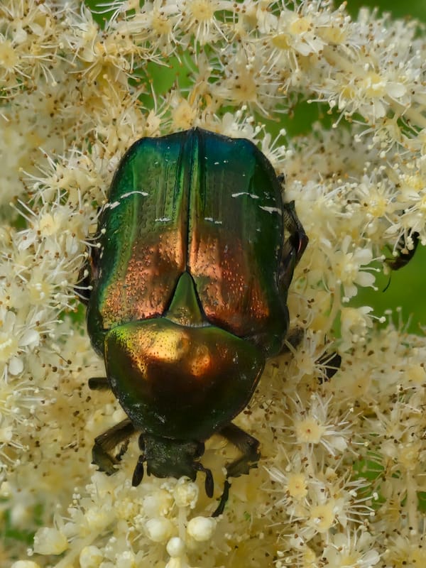 Iridescent green beetles and a bumblebee on white feathery flowers
