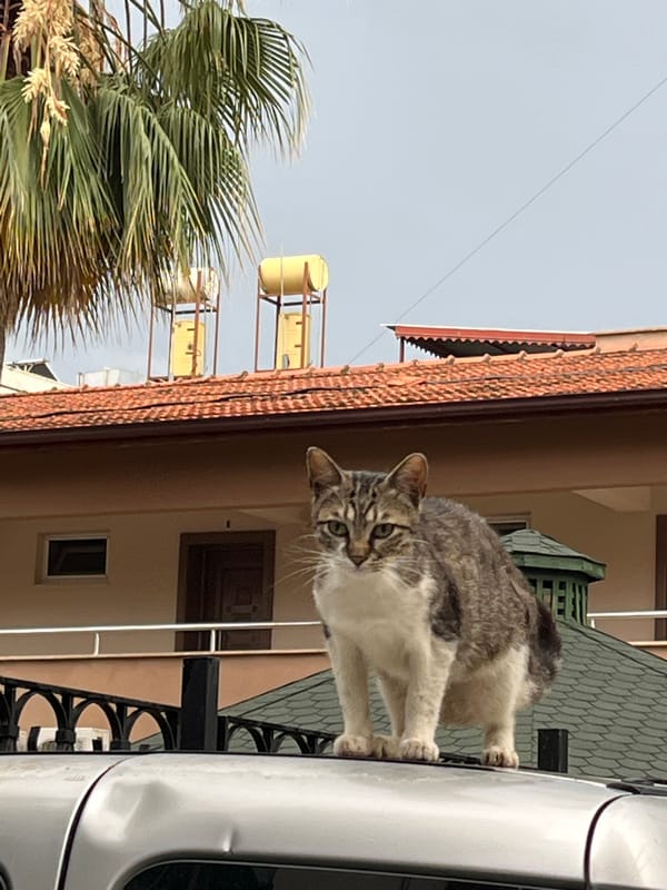 Morning cat sightings documented across Alanya residential areas