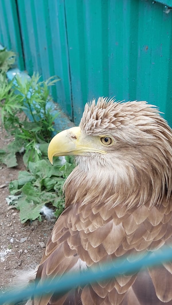 Wildlife sanctuary visit in Yelizovo captures local animal residents