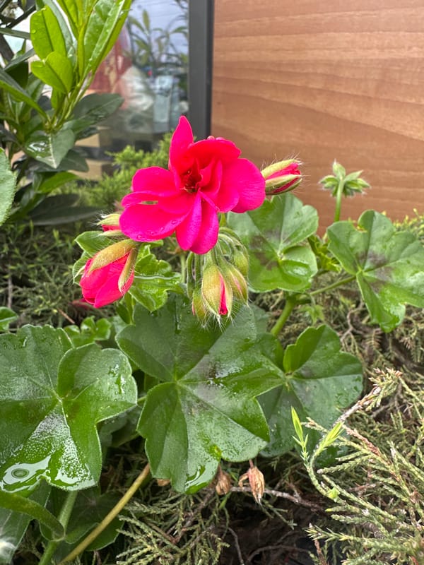 Morning dew photographed on garden flowers in Stavropol