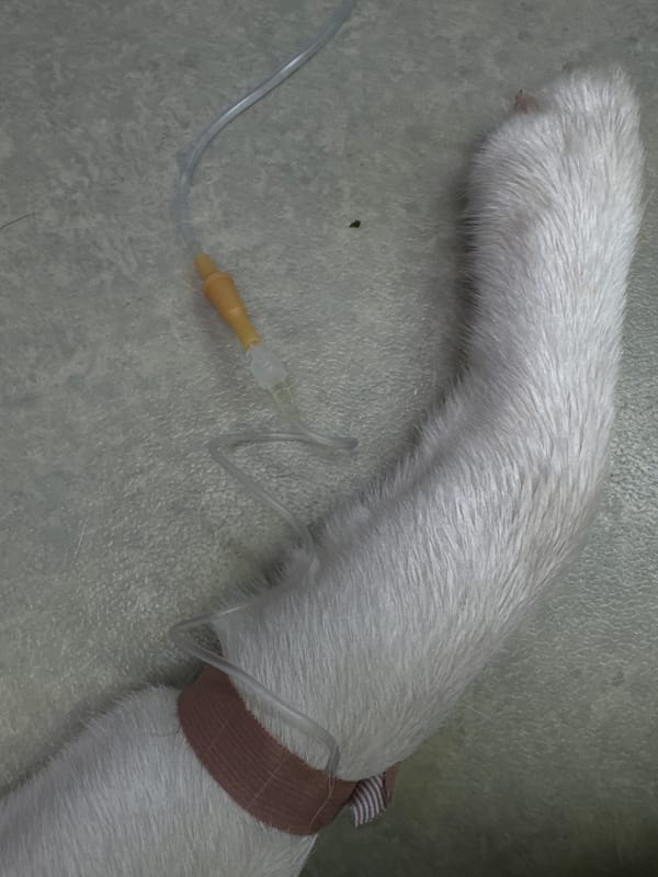 Animal receives IV treatment in Bar, Montenegro