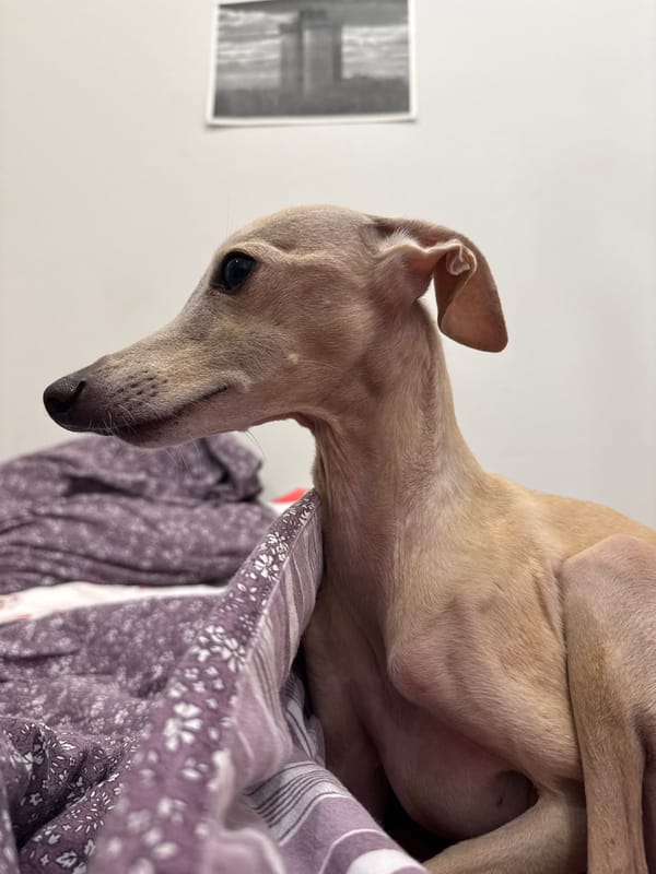Italian Greyhounds and cats at rest in a Saint Petersburg home