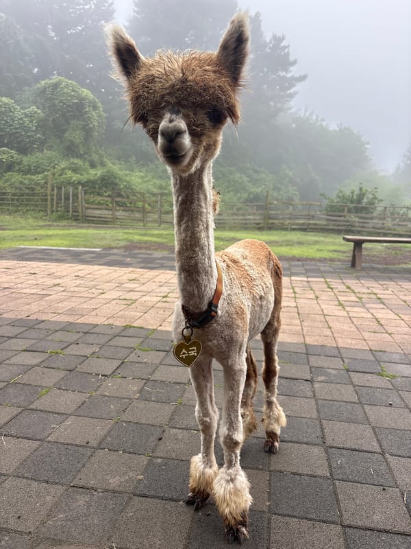 Alpaca farm visit in Jeju with themed hats and ponchos