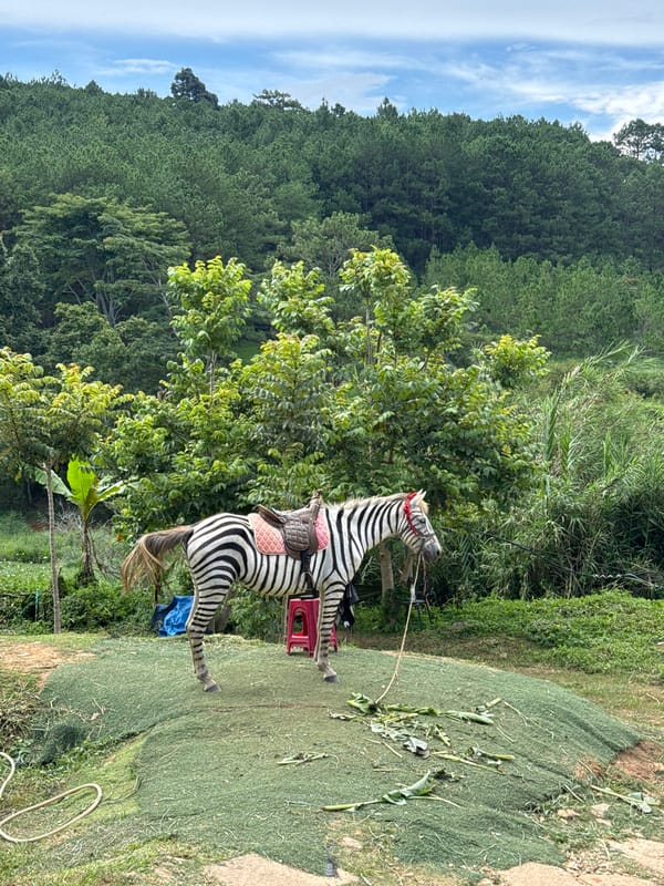 Zebra encounter and horse sculpture at Da Lat outdoor attraction