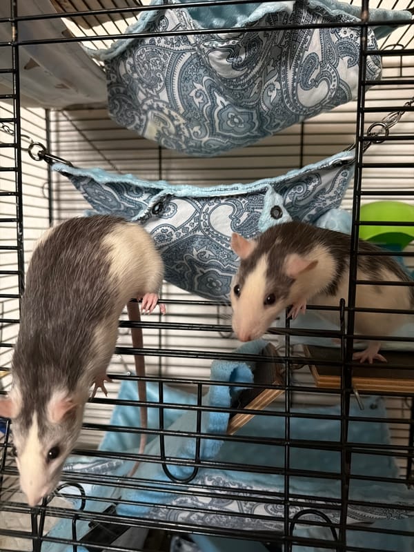 Daily life moments documented in Chaikovsky, Russia with pet rats