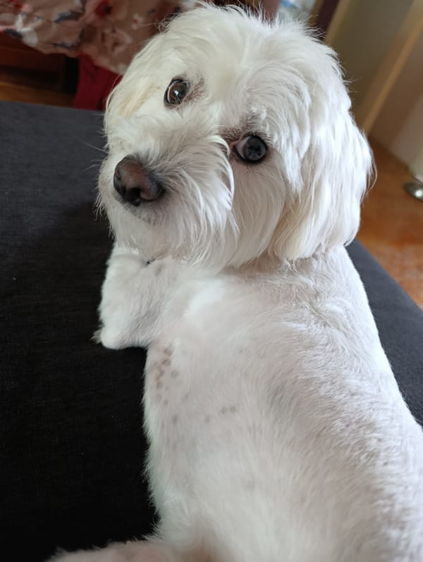 White Maltese dog rests on dark surface