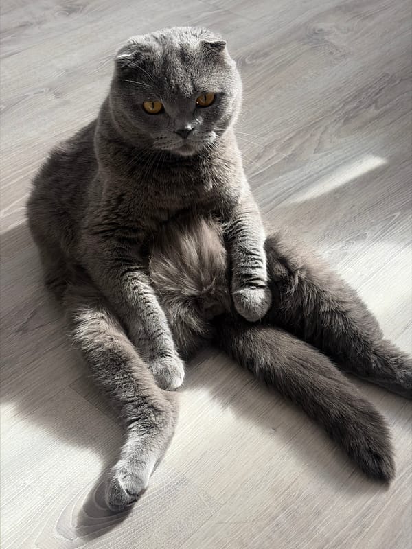 Scottish Fold cat plays with owner in Saint Petersburg apartment