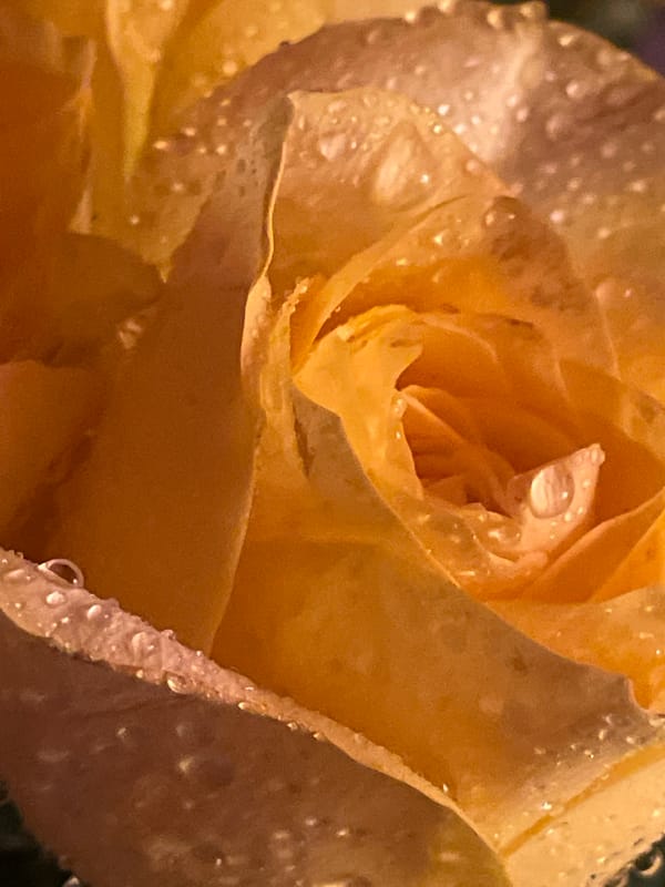 Water-dropped yellow rose photographed in Belgrade midnight hour