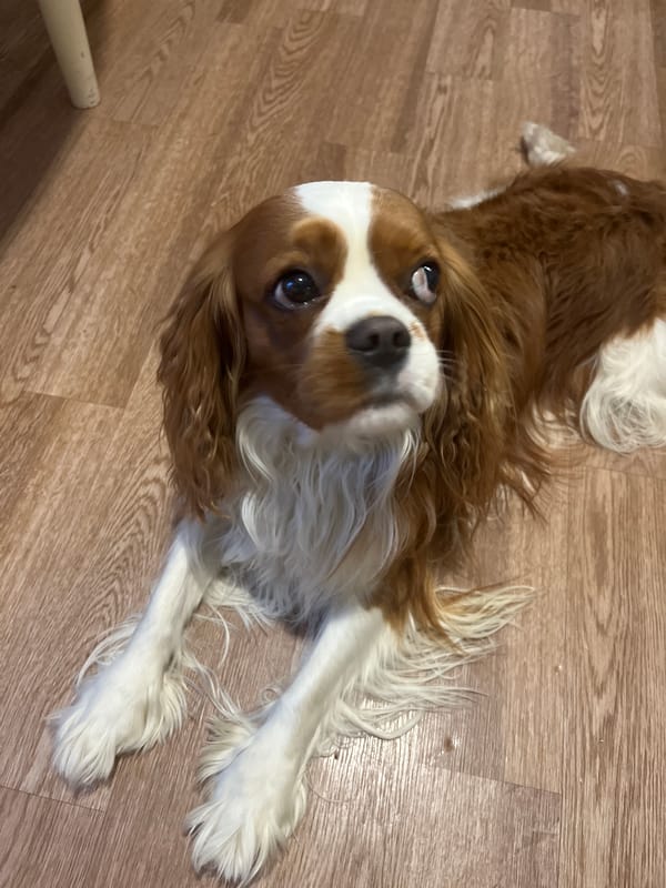 Cavalier King Charles Spaniel photographed on wooden floor in Russia