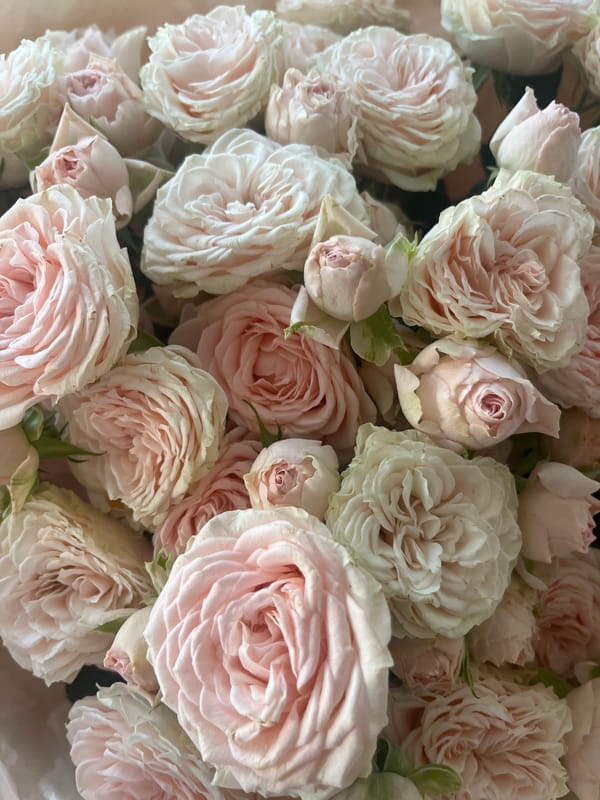 Garden flowers and plants documented in afternoon botanical survey