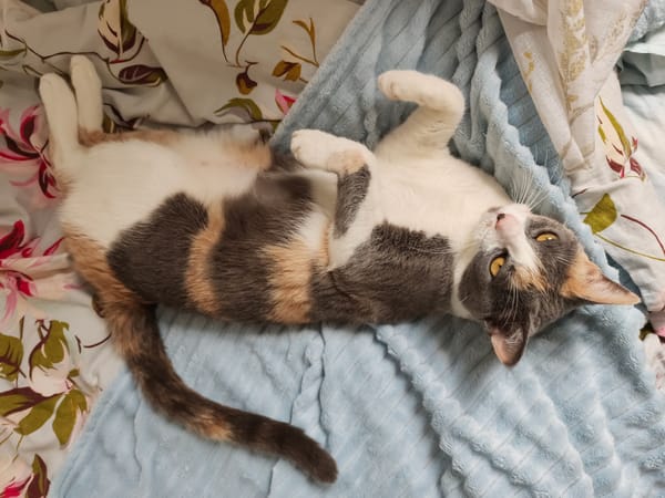 Calico cat's lazy Friday morning in Sochi, with side quests