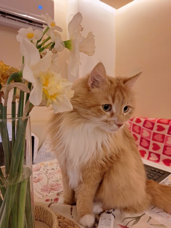 Orange cat rests indoors among household items in Varna