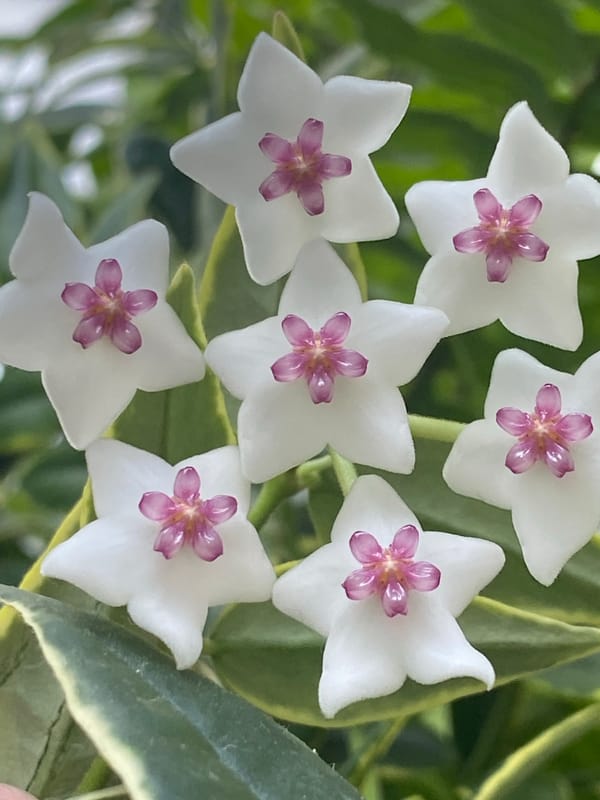 White star-shaped flowers with pink centers in close-up bloom