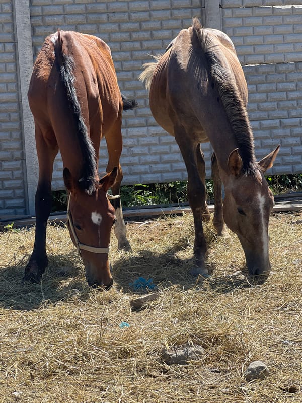 Young horses in a dusty Kyrgyz yard on a summer morning