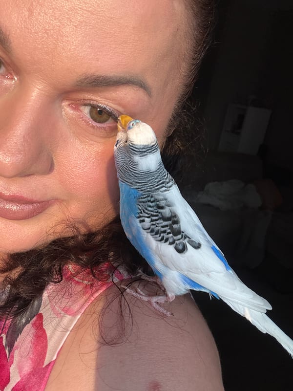 Friendly budgie hangs out up close in Omsk