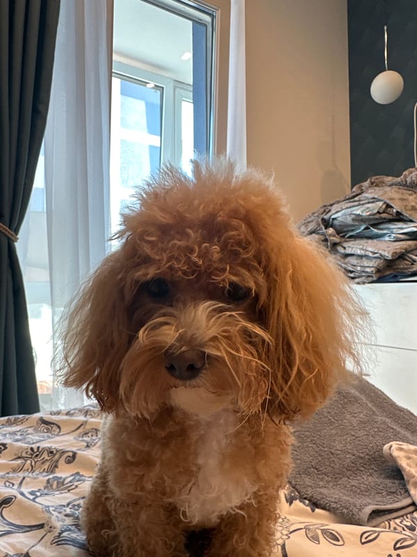 Brown poodle's bath day, Minsk apartment