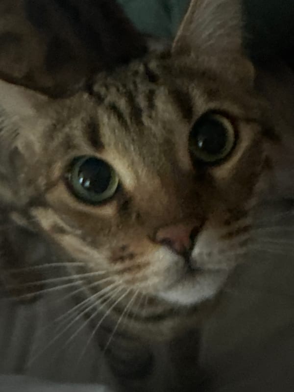 Tabby cat photographed on sofa in early morning Votkinsk