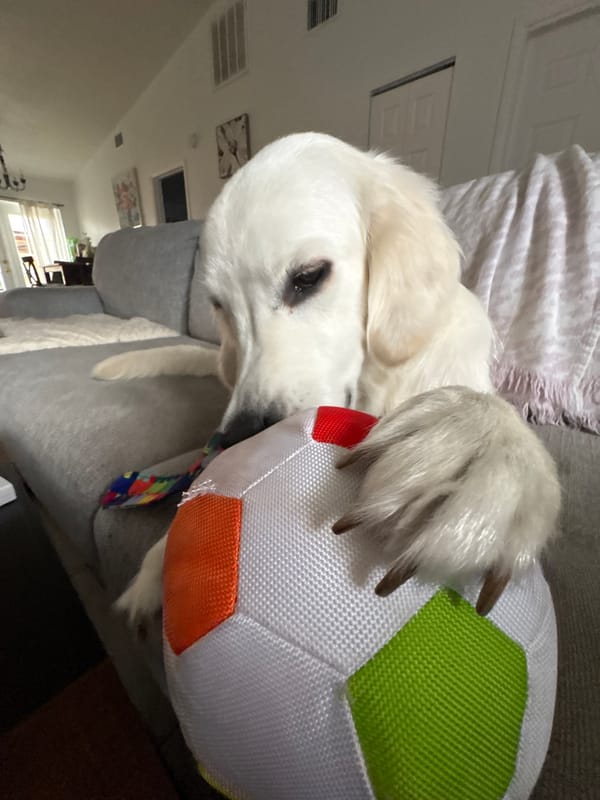 Dog claims a soccer ball on the couch