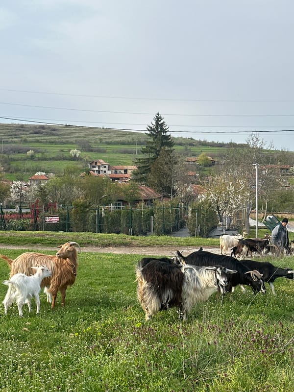 Livestock grazing documented in Bulgarian countryside