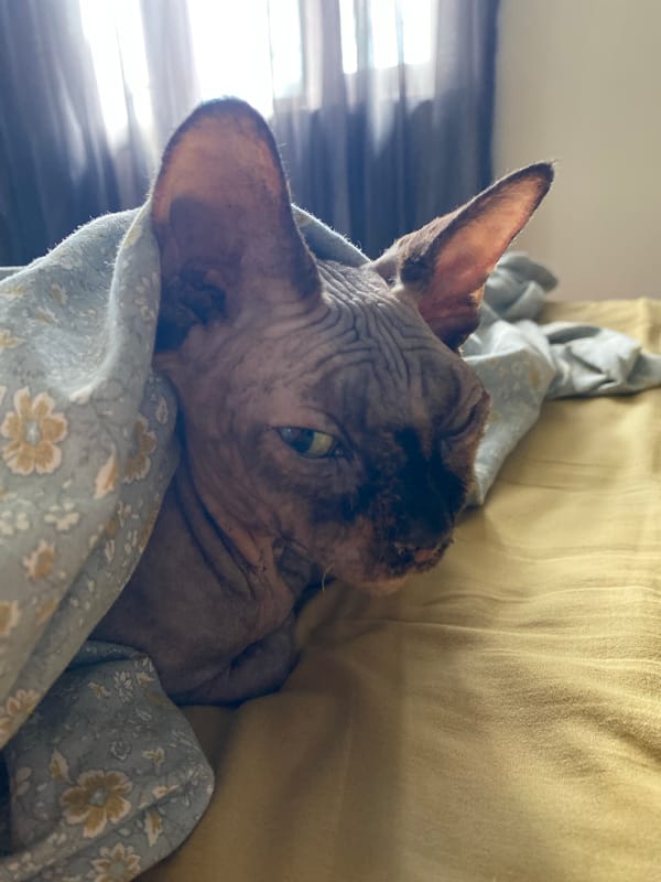 Sphynx cat naps under a floral blanket in Batumi